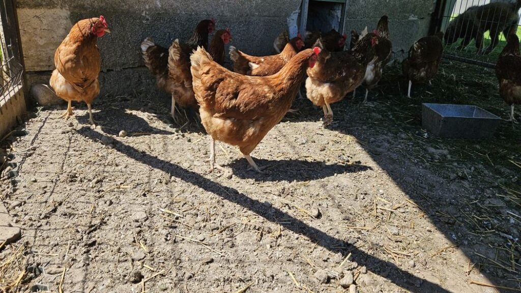 sliepky v kuríne s podlahou spevnenou plastovým zatrávňovačom